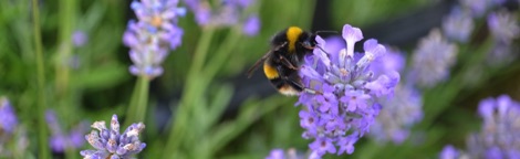 Bumblebee on lavender flower